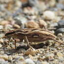 Image of Coniocleonus nigrosuturatus (Goeze & J. A. E. 1777)