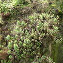 Image of Euphorbia stygiana subsp. stygiana