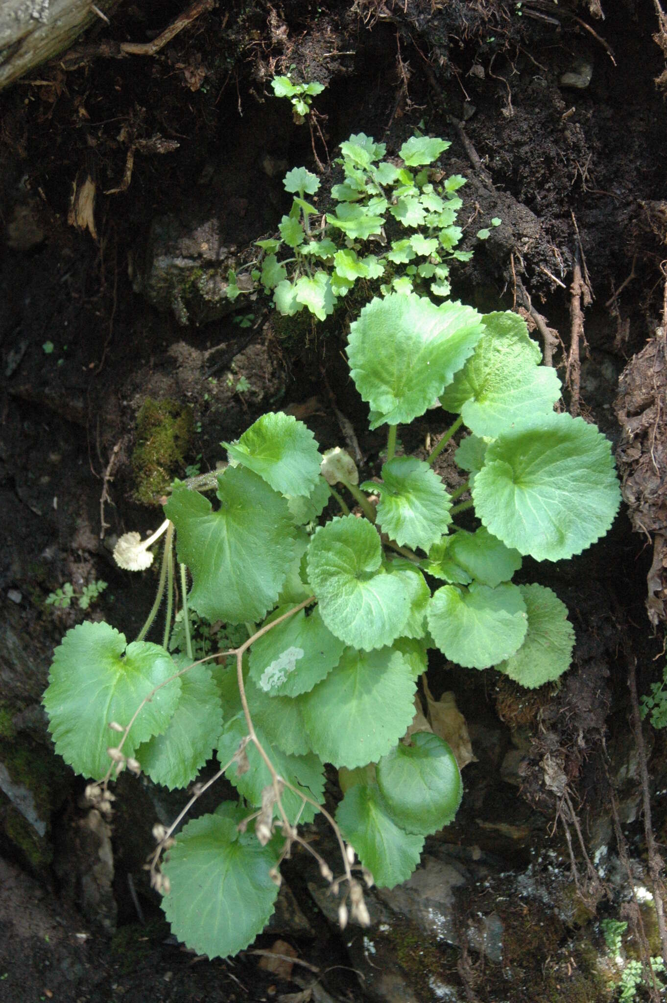 Image of spiked saxifrage