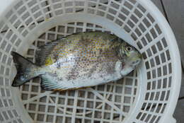 Image of Golden rabbitfish