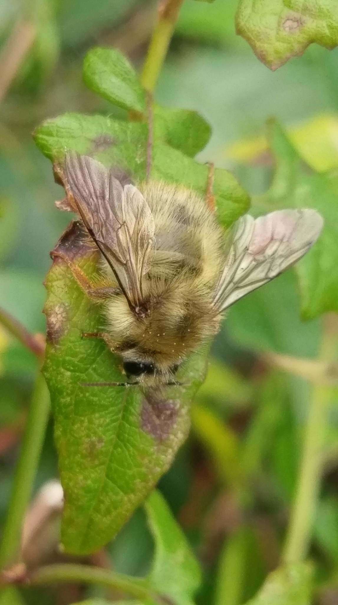 Plancia ëd Bombus sonani (Frison 1934)