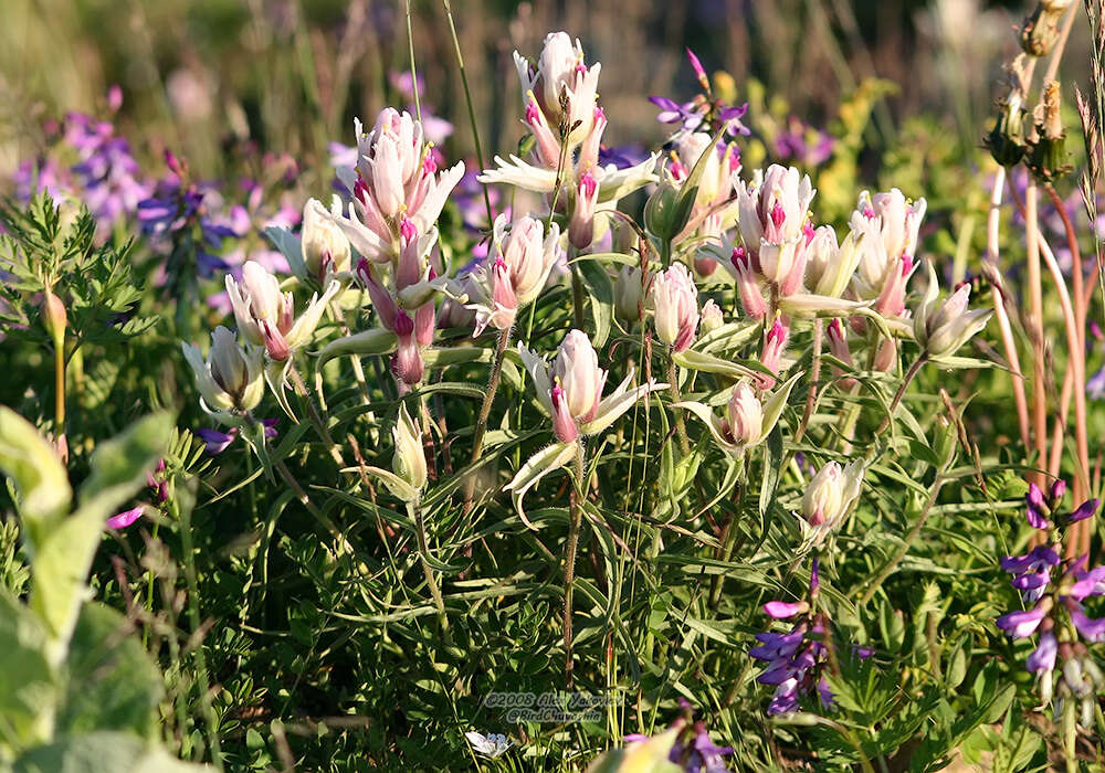 Image of Castilleja arctica Krylov & Sergievsk.