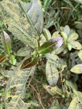 Image of Tea plant