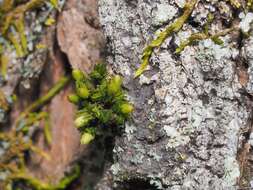 Image of orthotrichum moss