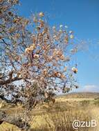 صورة Cordia morelosana Standl.