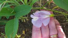 Clitoria mariana L. resmi