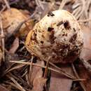 Image of Cortinarius olens Gasparini 2014