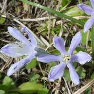 Слика од Androstephium coeruleum (Scheele) Greene