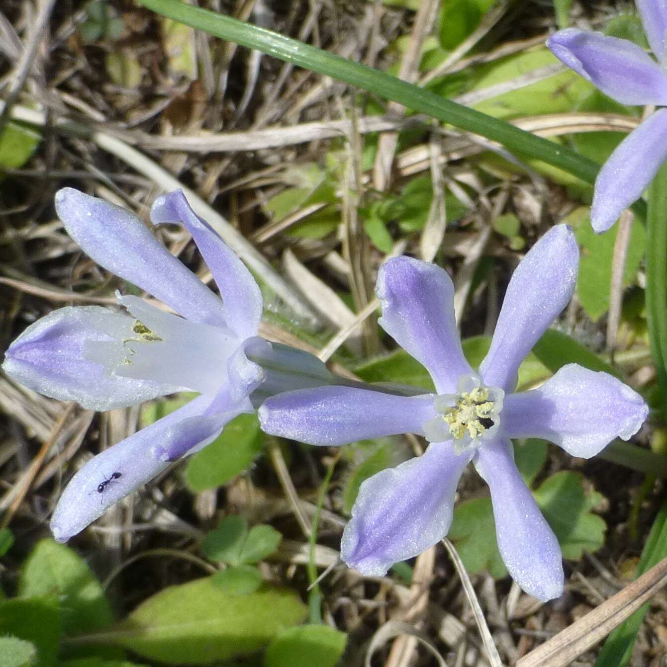 Image of blue funnel lily