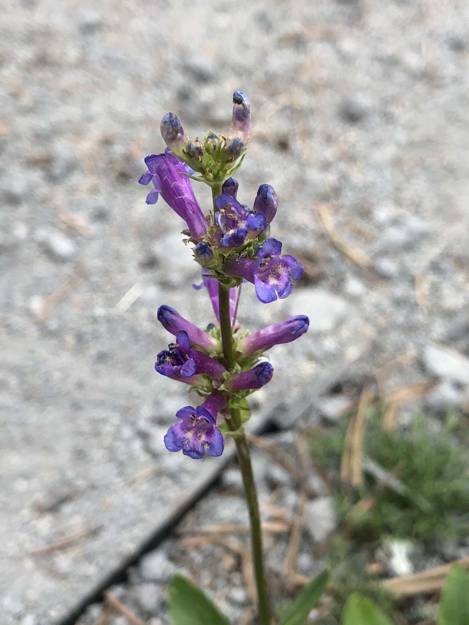 Image of Sierra beardtongue