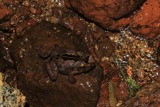 Rhinella alata (Thominot 1884)的圖片