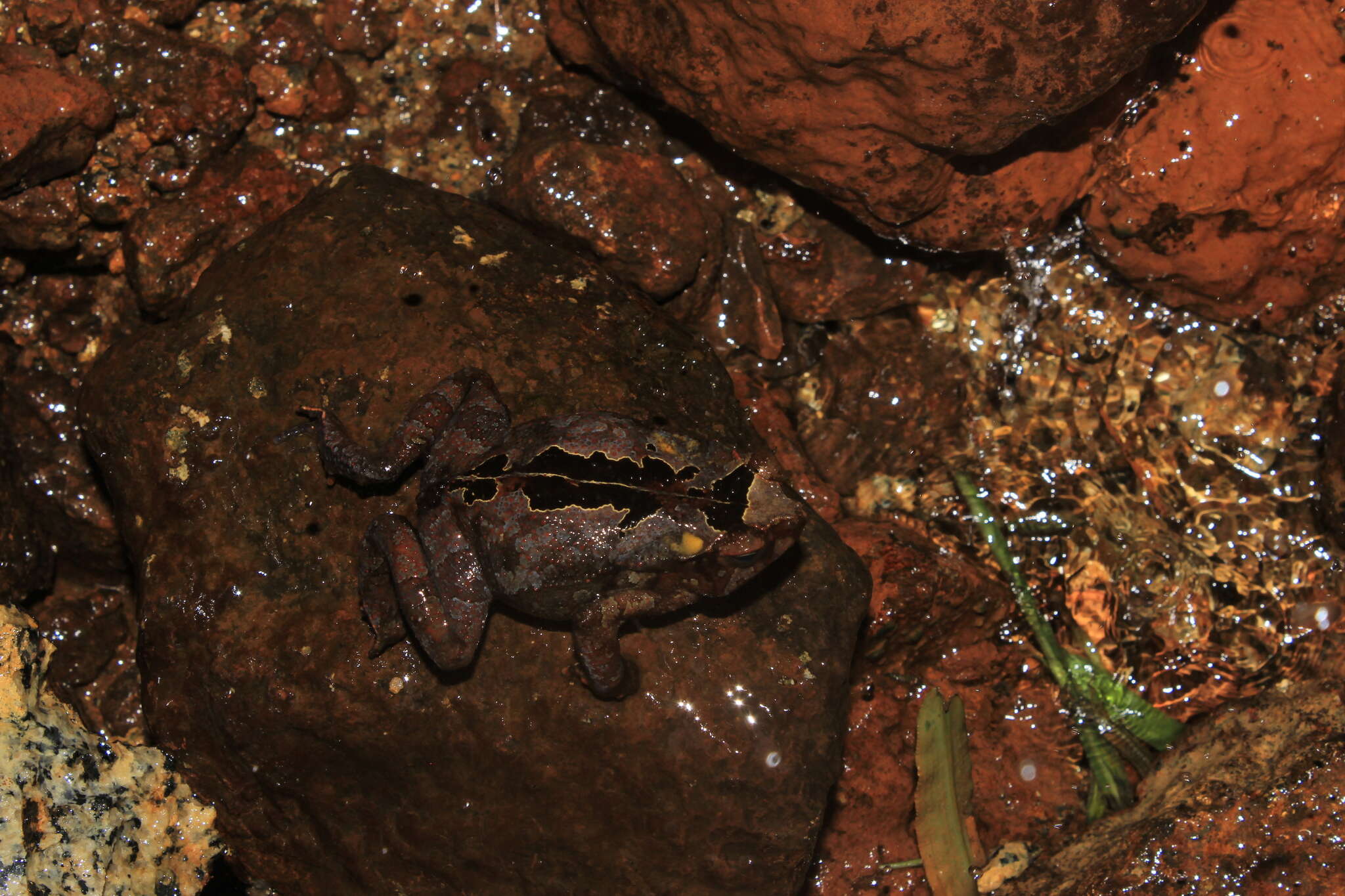 Image of Rhinella alata (Thominot 1884)