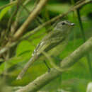 Image of Pacific Elaenia