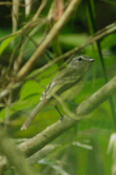 Image of Pacific Elaenia