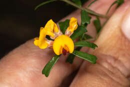 Image of Pultenaea retusa Sm.