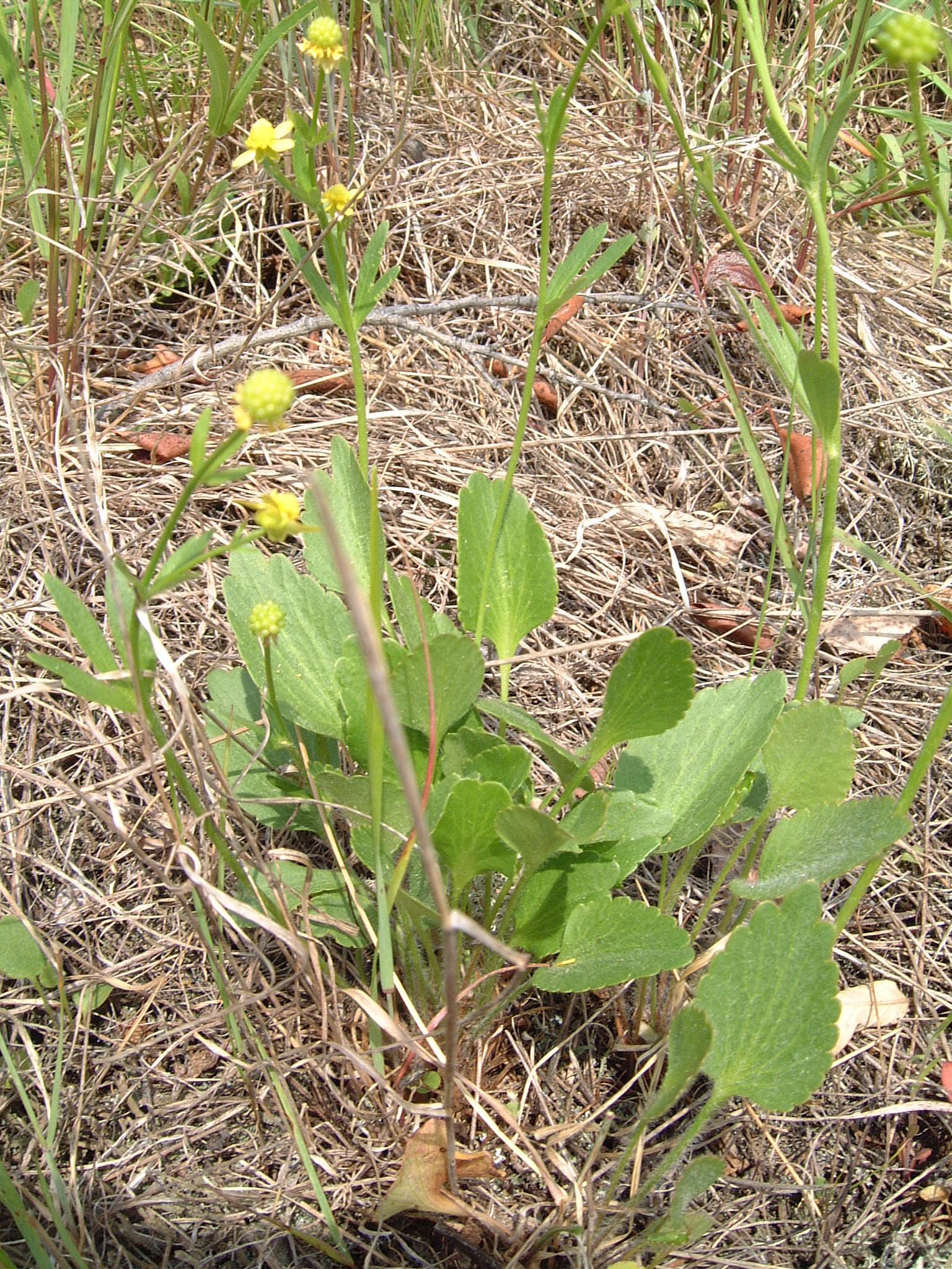 Image of Labrador buttercup