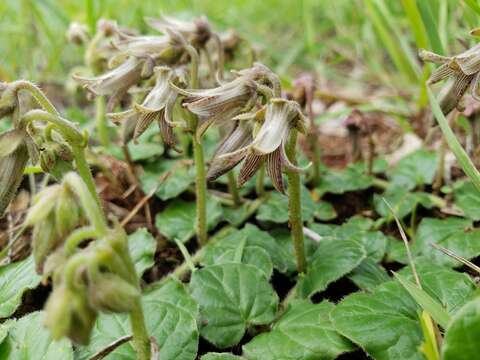 Image of Matelea nummularia (Decne.) R. E. Woodson