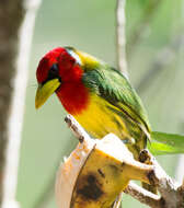 Image of Red-headed Barbet