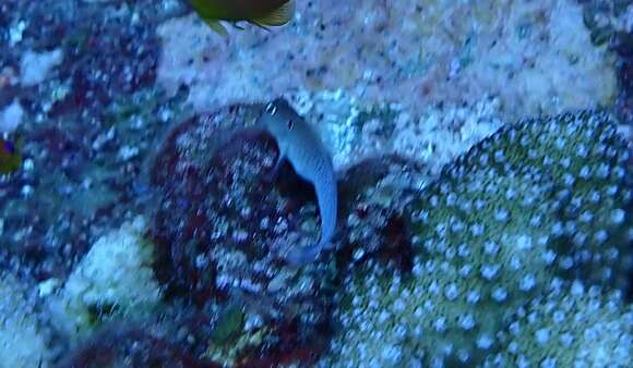 Image of Black-spot eye-lash blenny