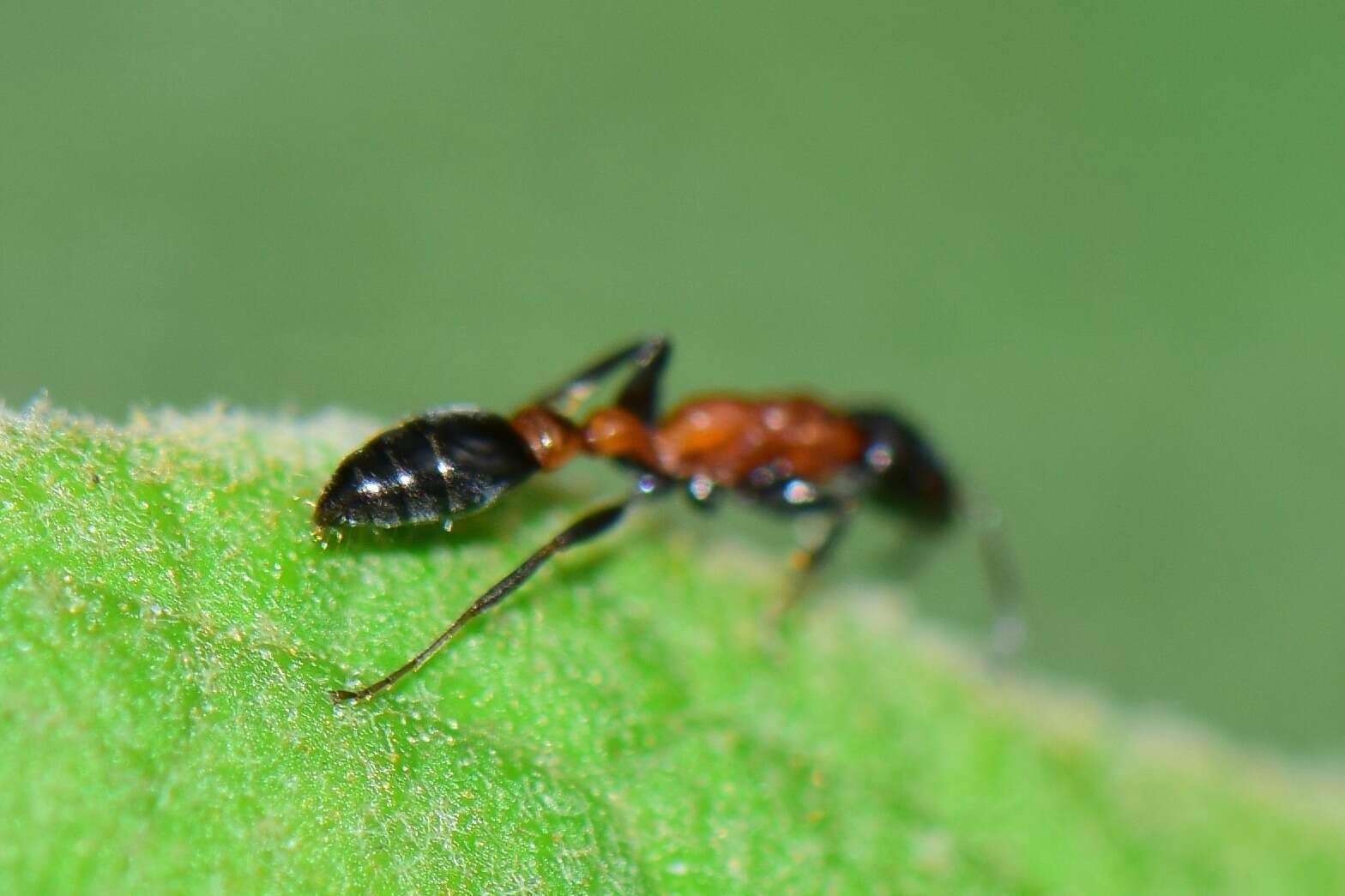 Image of Pseudomyrmex championi (Forel 1899)