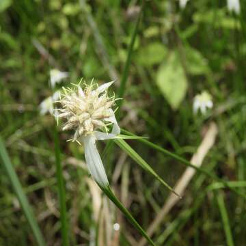 Image of starrush whitetop