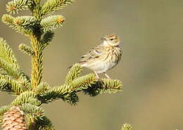 Image of Tree Pipit