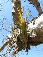 Tillandsia circinnatioides Matuda resmi