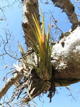 Image of Tillandsia circinnatioides Matuda