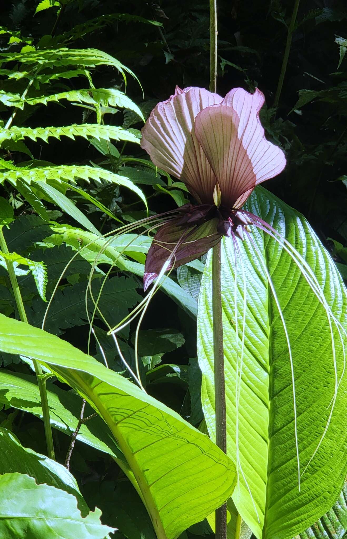 Sivun Tacca integrifolia Ker Gawl. kuva