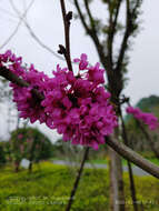 Imagem de Cercis chinensis Bunge