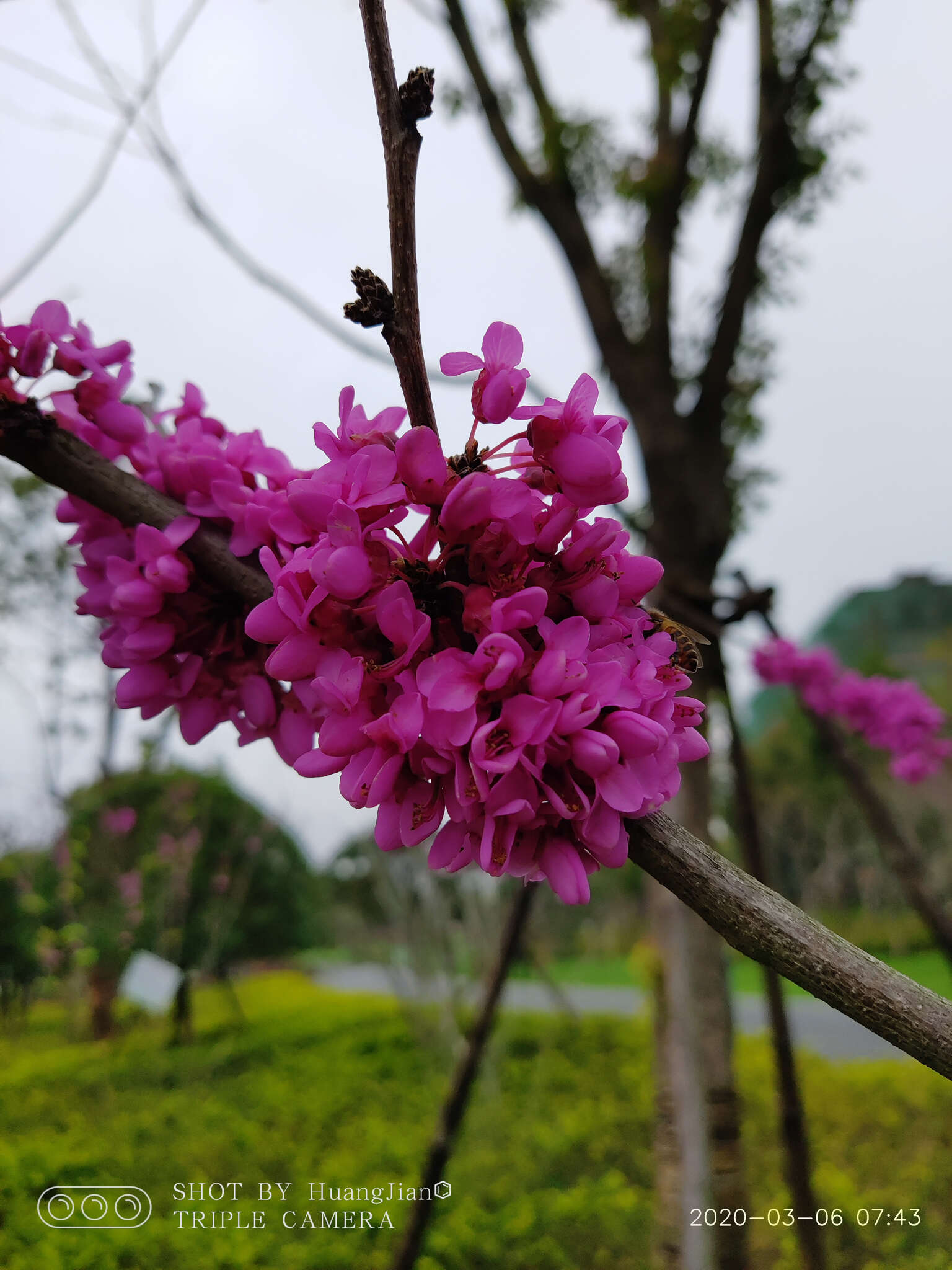 Imagem de Cercis chinensis Bunge