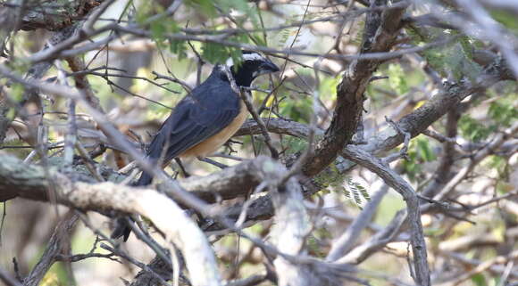 صورة Saltator orenocensis Lafresnaye 1846