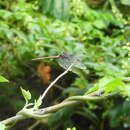 Image de Orthemis ambinigra Calvert 1909