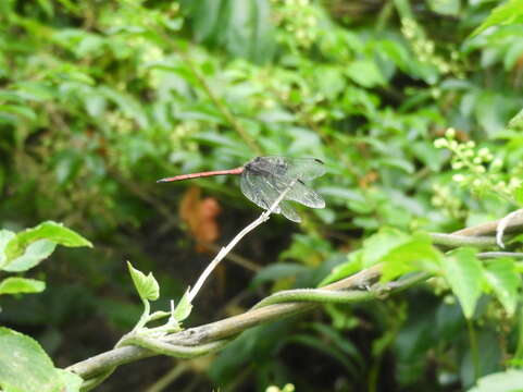 Image of Orthemis ambinigra Calvert 1909