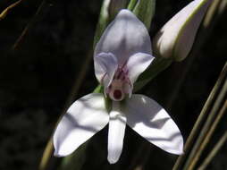 Image of Disa harveyana subsp. harveyana