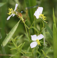 Imagem de Rhexia salicifolia Kral & Bostik