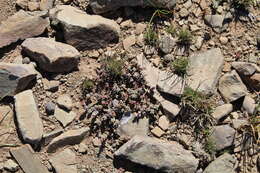 Image of Crassula corallina Thunb.