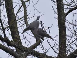 Image of Columba palumbus palumbus Linnaeus 1758