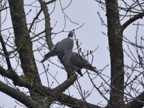 Columba palumbus palumbus Linnaeus 1758的圖片