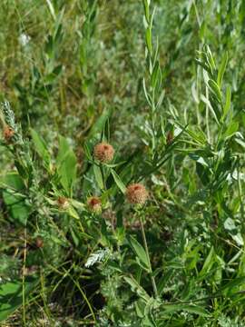 Image of feather-head knapweed