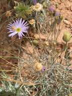 Image of Utah fleabane