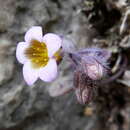 Image of Sedum mucizonia