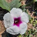 Image of Ipomoea campanulata L.