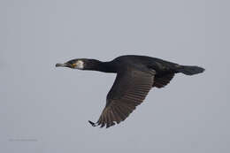 Image of Japanese Cormorant