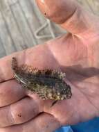 Image of Feather Blenny