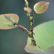 Image of Chaitophorus populicola Thomas & C. 1878