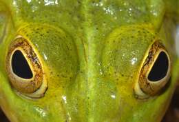 Image of Italian Pool Frog