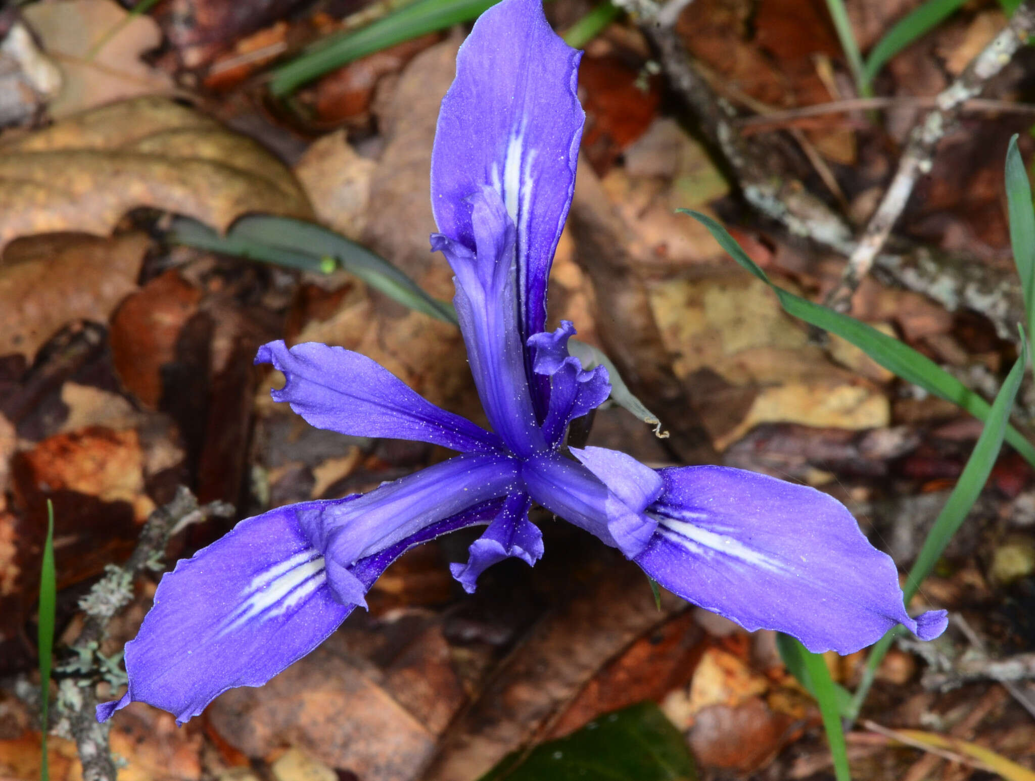 Image of bowltube iris