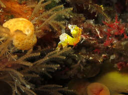 Image of Pontoh`s Pygmy Seahorse