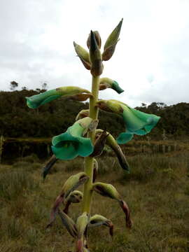 Image of Puya roldanii Betancur & Callejas